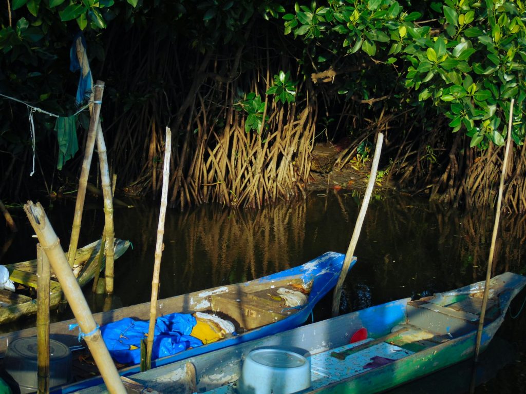 Bintan Mangrove Firefly Tour